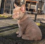 fluffy franse bulldog reutje, Reu, CDV (hondenziekte), 8 tot 15 weken, Bulldog