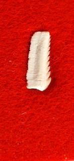 fossiele haaientand hexanchus microdon Marokko, Ophalen of Verzenden