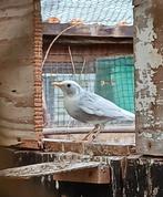 Merels mutatie, Dieren en Toebehoren, Vogels | Overige Vogels, Meerdere dieren, Wildzangvogel, Geringd