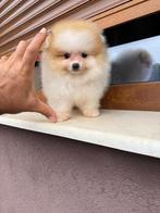 Pomeriaan, Dieren en Toebehoren, Honden | Poolhonden, Keeshonden en Oertypen, 8 tot 15 weken, Buitenland, Eén hond, Fokker | Professioneel