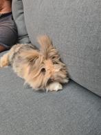 Twee superlieve konijnen zoeken een nieuw thuis ., Dieren en Toebehoren, Konijnen, Meerdere dieren