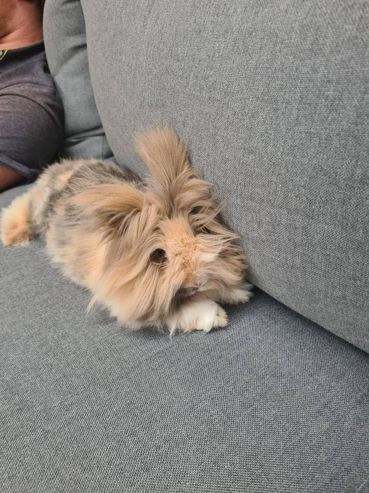 Twee superlieve konijnen zoeken een nieuw thuis ., Dieren en Toebehoren, Konijnen, Meerdere dieren