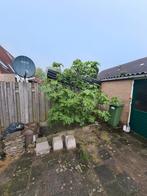 vijgen boom, Tuin en Terras, Overige soorten, Ophalen of Verzenden