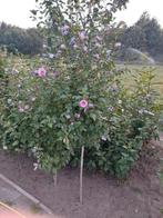 Hibiscus lichtpaars, Tuin en Terras, Planten | Struiken en Hagen, Ophalen, Overige soorten, Struik, 100 tot 250 cm