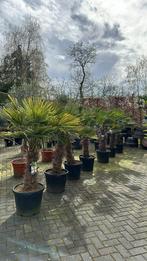 olijfbomen | palmbomen | bloembakken, Tuin en Terras, Planten | Bomen, Olijfboom, Ophalen of Verzenden