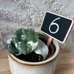 Alocasia melo variegata, Huis en Inrichting, Kamerplanten, Ophalen of Verzenden, Halfschaduw, Minder dan 100 cm