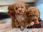 Mini doodle pups, Reu, CDV (hondenziekte), 8 tot 15 weken, Meerdere