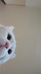 Witte hele lieve kat, Europese korthaar, Dieren en Toebehoren, Kater, Kortharig, 0 tot 2 jaar