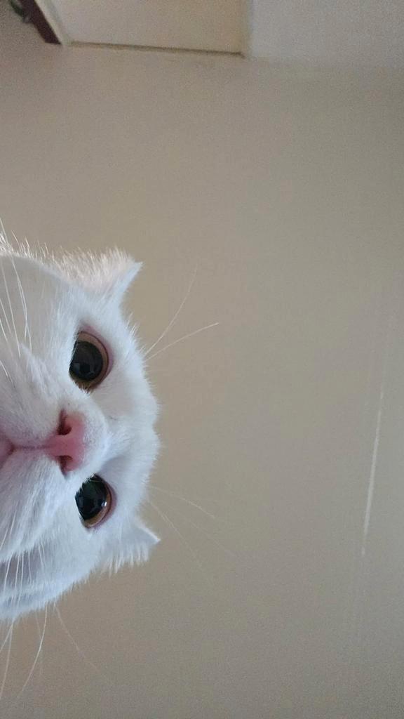 Witte hele lieve kat, Europese korthaar, Dieren en Toebehoren, Katten en Kittens | Overige Katten, Kortharig, Kater, 0 tot 2 jaar