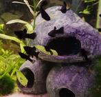 Mooie black mollys., Vis, Zoetwatervis