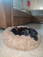 Engelse stafford pups (staffordshire bullterriër puppy's), Dieren en Toebehoren, Overige rassen, CDV (hondenziekte), 8 tot 15 weken