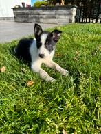 Border collie pup uit geteste ouders, Dieren en Toebehoren, Particulier, Rabiës (hondsdolheid), Meerdere, 8 tot 15 weken