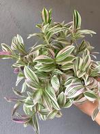 Tradescantia Albiflora Variegata Unicorn plantje p8 #1, Overige soorten, Minder dan 100 cm, Ophalen of Verzenden, Halfschaduw