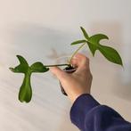 Philodendron quercifolium, Huis en Inrichting, Ophalen of Verzenden, Halfschaduw, Minder dan 100 cm