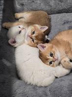 Britse korthaar, Dieren en Toebehoren, Katten en Kittens | Raskatten | Korthaar, Poes, Ontwormd