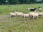 Offerfeest rammen, Dieren en Toebehoren, Schapen, Geiten en Varkens, Mannelijk, Schaap