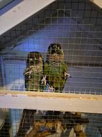 Koppel pyrrhura's, Dieren en Toebehoren, Vogels | Parkieten en Papegaaien, Meerdere dieren, Parkiet, Tam