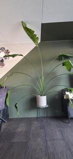 Strelitzia Nicolai - Paradijsvogelplant, Huis en Inrichting, Kamerplanten, Ophalen, Overige soorten, Halfschaduw, In pot