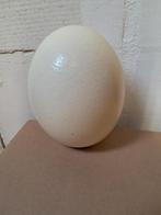 struisvogel ei  16 cm hoog, Ophalen of Verzenden, Zo goed als nieuw, Overige soorten, Overige typen
