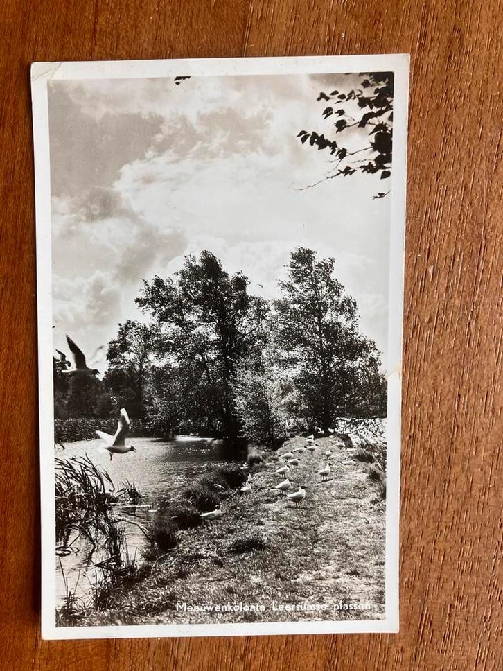 Meeuwenkolonie Leersum. Lichte druk. 1960., Verzamelen, Ansichtkaarten | Nederland, Gelopen, Utrecht, 1940 tot 1960, Ophalen of Verzenden