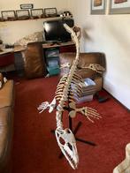Fossiel Mosasaurus skelet - Dinosaurus era., Verzamelen, Mineralen en Fossielen, Ophalen, Fossiel