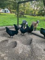 Jonge hennen kippen van het ras Ayam Cemani, Dieren en Toebehoren, Vrouwelijk, Kip