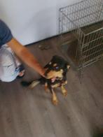 Rottweiler reu 11 maanden, Rabiës (hondsdolheid), 15 weken tot 1 jaar, Eén hond, Nederland