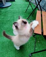 Ragdoll kittens met stamboom, Dieren en Toebehoren, Katten en Kittens | Raskatten | Langhaar, Meerdere dieren, Gechipt, 0 tot 2 jaar