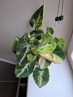 Syngonium Scrambled Eggs, Ophalen of Verzenden, Overige soorten, Minder dan 100 cm