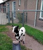 prachtbokken, Dieren en Toebehoren, Schapen, Geiten en Varkens, Mannelijk, Geit, 0 tot 2 jaar