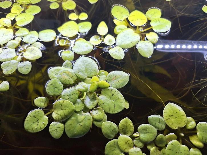 Limnobium laevigatum - Kikkerbeet drijfplant, Dieren en Toebehoren, Vissen | Aquaria en Toebehoren, Nieuw, Plant(en), Steen of Hout