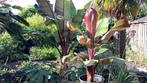 Ensete maurelli, Volle zon, Vaste plant, Zomer, Ophalen