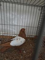 Amsterdamse hoogvliegers vliegtype., Meerdere dieren