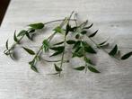 Hoya Bella stekken 5x, Ophalen of Verzenden, Overige soorten, Halfschaduw, Minder dan 100 cm