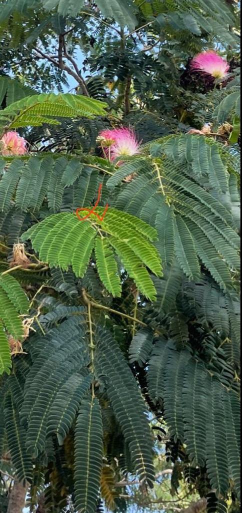 Zaailingen slaapboompjes BIO Albizia Julibrissin, Huis en Inrichting, Kamerplanten, Palm, Minder dan 100 cm, Bloeiende kamerplant