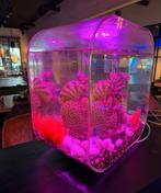 Biorb life 30 MCR (40 x 23,5 x42), Ophalen, Leeg aquarium