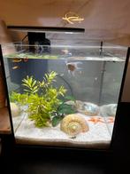 Compleet Superfish Qubiq 60L aquarium 40x40x50 incl alle toe, Dieren en Toebehoren, Vissen | Aquaria en Toebehoren, Ophalen of Verzenden