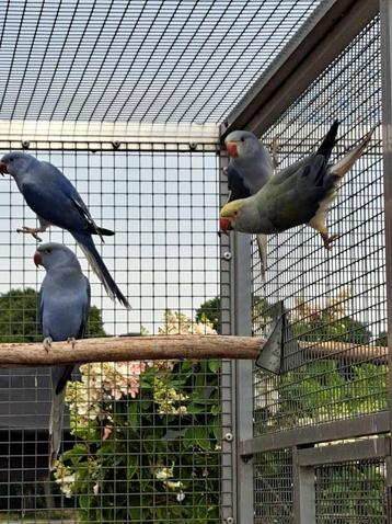 Halsbandparkieten Kweekkoppel bleekstaart  beschikbaar voor biedingen