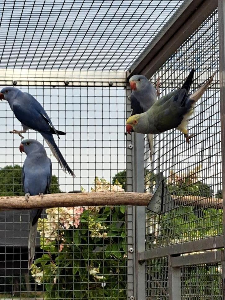 Halsbandparkieten Kweekkoppel bleekstaart, Dieren en Toebehoren, Vogels | Parkieten en Papegaaien, Parkiet, Meerdere dieren
