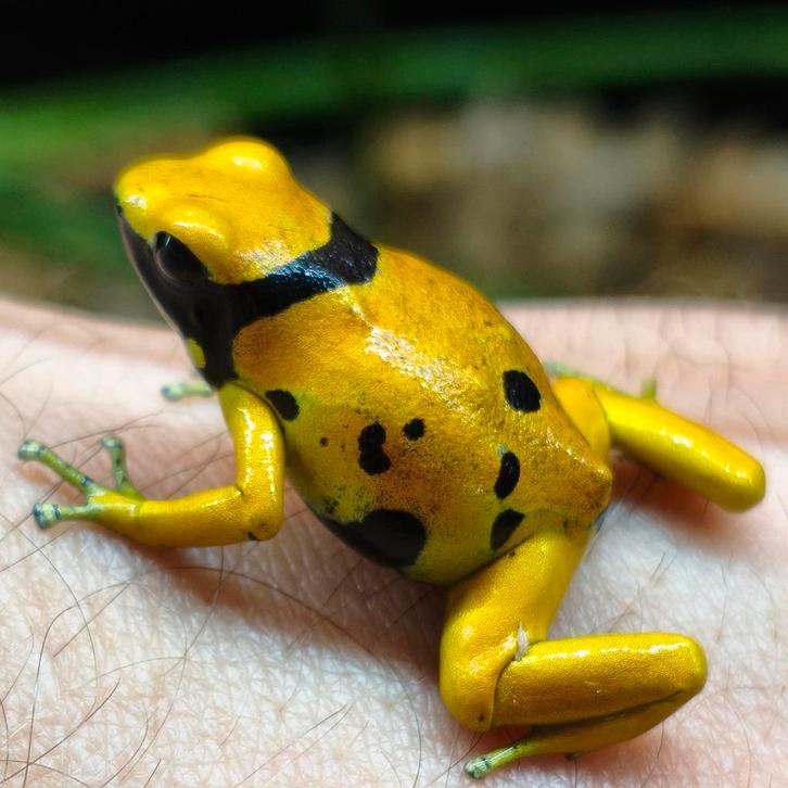 Dendrobates leucomelas 'Bolivar gold'