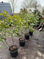 Phothunia red robin potgekweekt super voor haag hoog 110/120, Volle zon, Vaste plant, Zomer, Ophalen