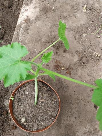 Gele en groene courgetteplanten beschikbaar voor biedingen
