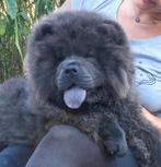 Chow Chow puppies FCI, Dieren en Toebehoren, Particulier, Rabiës (hondsdolheid), 15 weken tot 1 jaar, Overige rassen