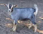 Dwerggeit bok blauwschimmel met tan CAE en CL-vrij, Dieren en Toebehoren, Schapen, Geiten en Varkens, Mannelijk, Geit, 0 tot 2 jaar