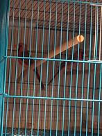 Kardinaal man ruilen met pop., Dieren en Toebehoren, Vogels | Overige Vogels, Mannelijk