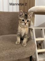 Mannetje 2 over - Siamees met britse korthaar mix kittens, Dieren en Toebehoren, Katten en Kittens | Overige Katten, Meerdere dieren