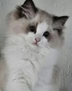 Prachtige Ragdoll kittens met stamboom 💞, Dieren en Toebehoren, Meerdere dieren, Gechipt, 0 tot 2 jaar