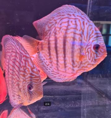 Discus rood turquoise Kweekkoppel - Siner - Koidreams beschikbaar voor biedingen