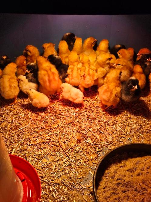 Kuikens te koop vanaf 8 juni, Dieren en Toebehoren, Pluimvee, Kip, Geslacht onbekend