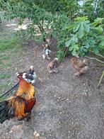 Brahma porselein, Dieren en Toebehoren, Pluimvee, Mannelijk, Kip